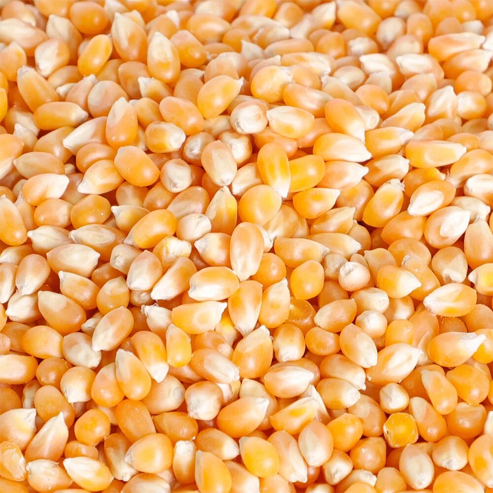 Кукуруза корм. Желтая кукуруза. Кормовая кукуруза. Кукуруза для корма животных.