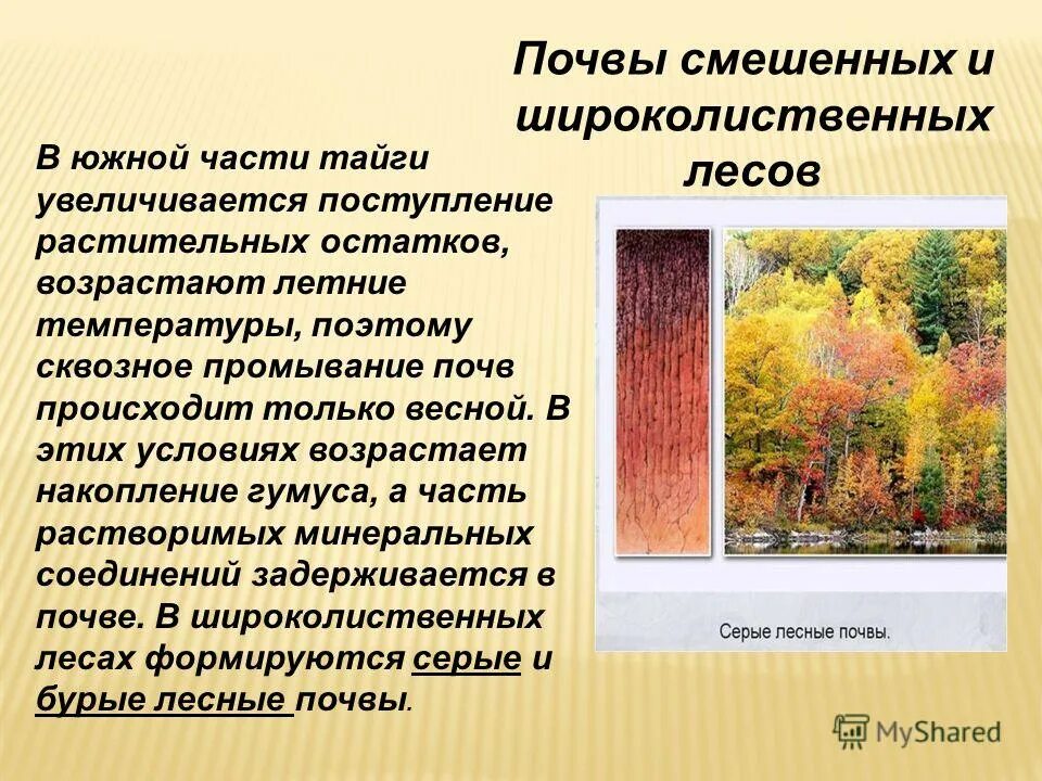 Зона смешанных широколиственно-хвойных лесов почвы. Почвы смешанных и широколиственных лесов в россии. Тип почвы смешанных и широколиственных лесов. Широколиственные леса тип почвы. Тип почвы широколиственных лесов.