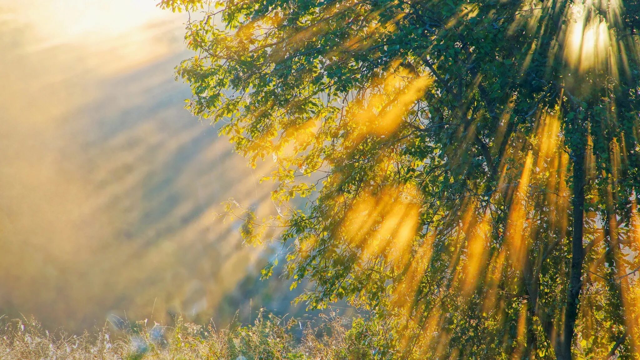 Сентябрь багряной веткой ивы. Солнечные лучи. Природа солнце. Солнечное утро. Природа с лучами солнца.