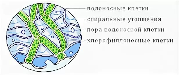 Водоносные клетки в листьях имеет. Хлорофиллоносные и водоносные клетки листа сфагнума. Клеточная структура листа сфагнума. Строение водоносной клетки сфагнума. Микроскопическое строение листа сфагнума.