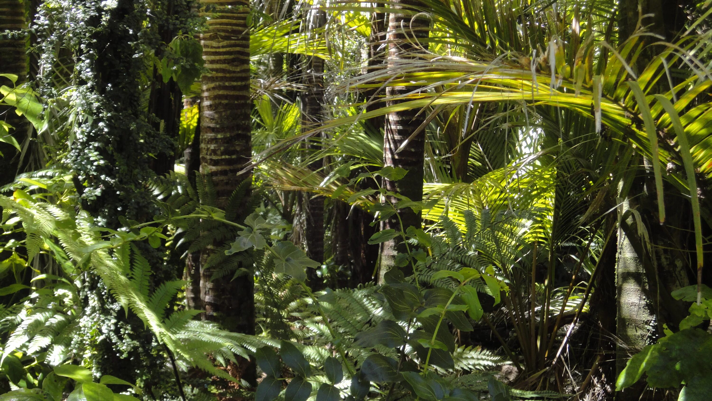 Amazon Rainforest=тропические леса амазонки. Тропики и субтропики.