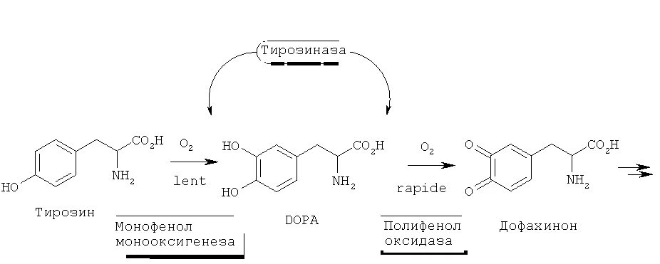 Тирозиназа фермент формула. Тирозиназа кофермент. Полифенолоксидазы. Полифенолоксидаза строение.