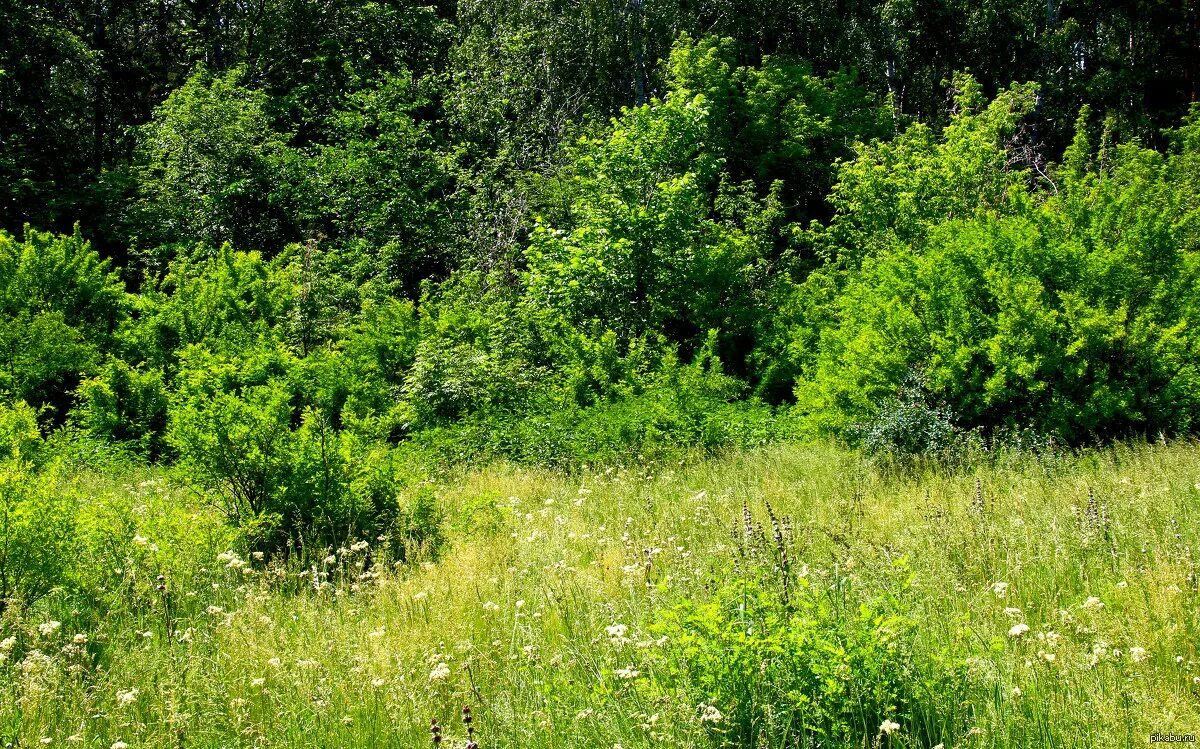 Заросли кустарника. Кустарники в лесу. Лесные кусты. Древесно-кустарниковая растительность. Участок с растительным покровом