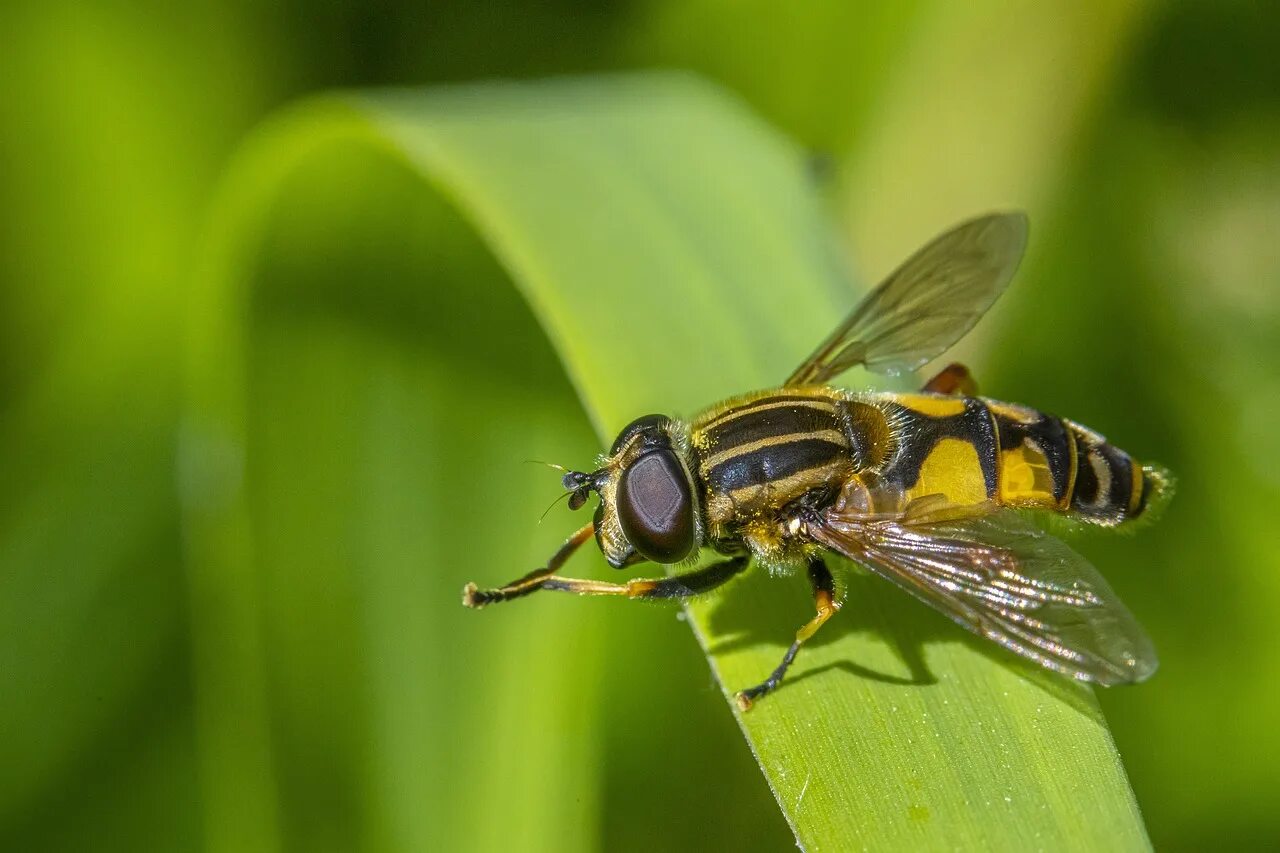 Журчалки. Муха журчалка. Журчалка насекомое. Муха – журчалка (Syrphidae). Журчалка Кожевникова.