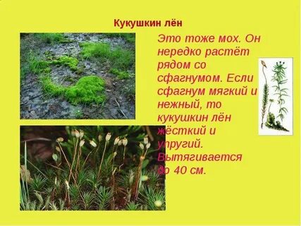 Лене растет