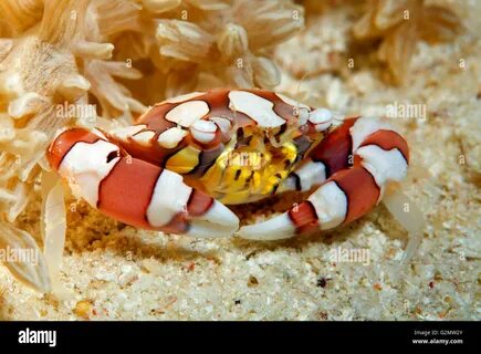 Harlequin Crab