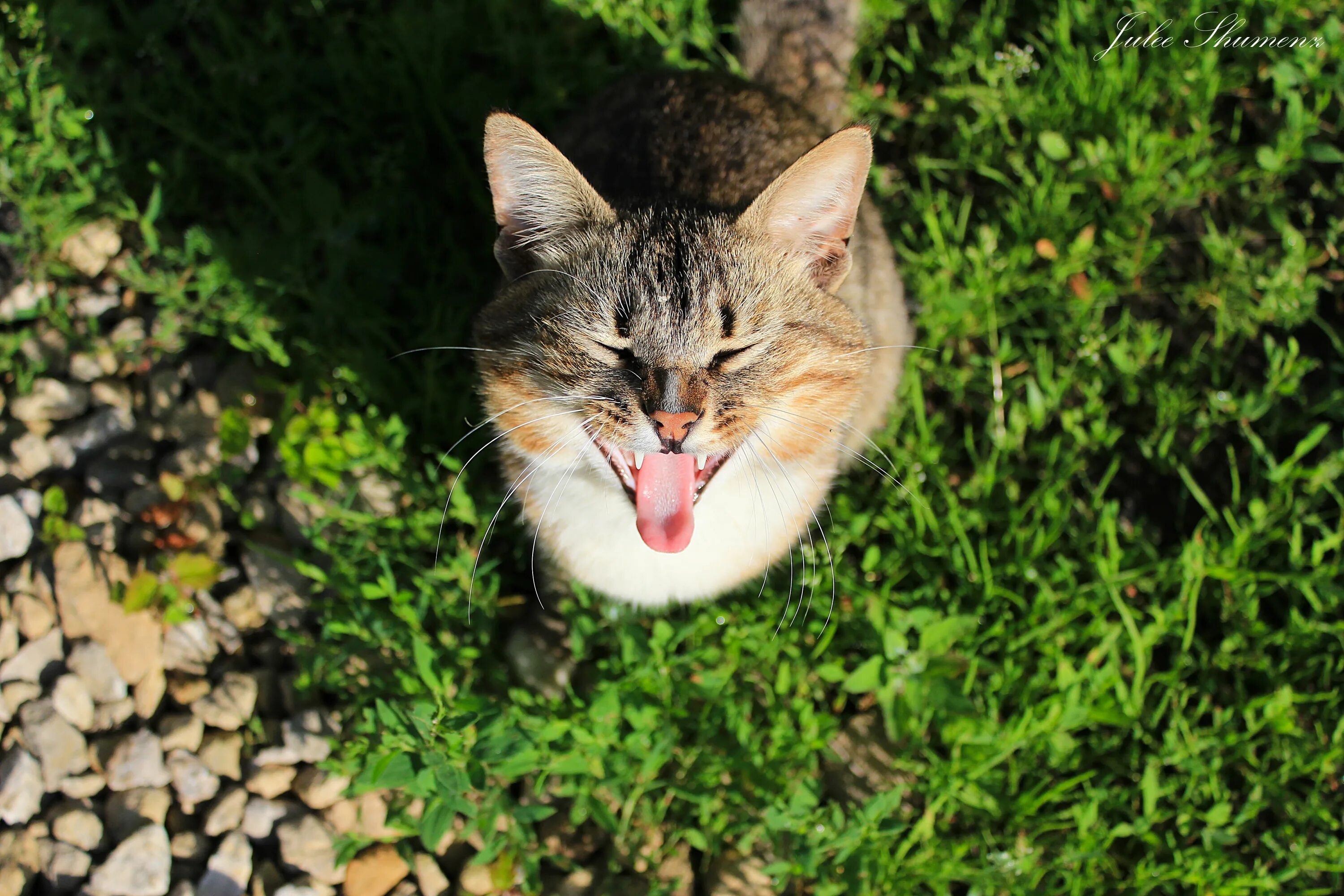 Кот в траве. Кот зевает. Котик на травке. Крики котов. Крик кошки в брачный