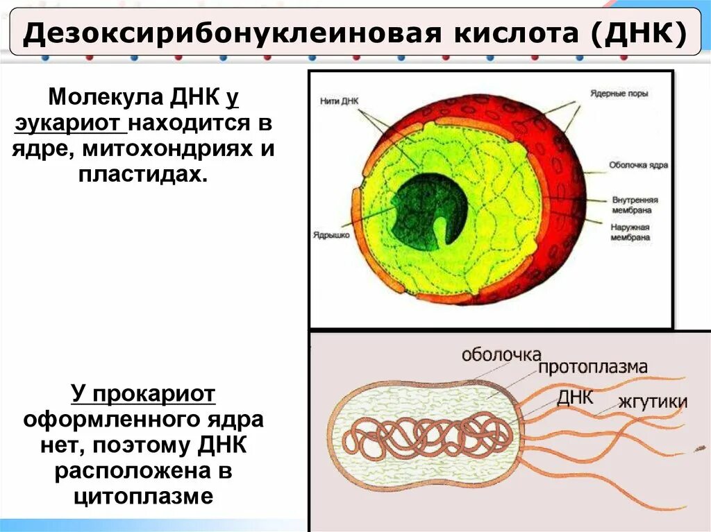 Эукариотическая клетка молекула днк. Где располагается ДНК. Где находится ДНК В ядре. В какой части ядра находится молекула ДНК.