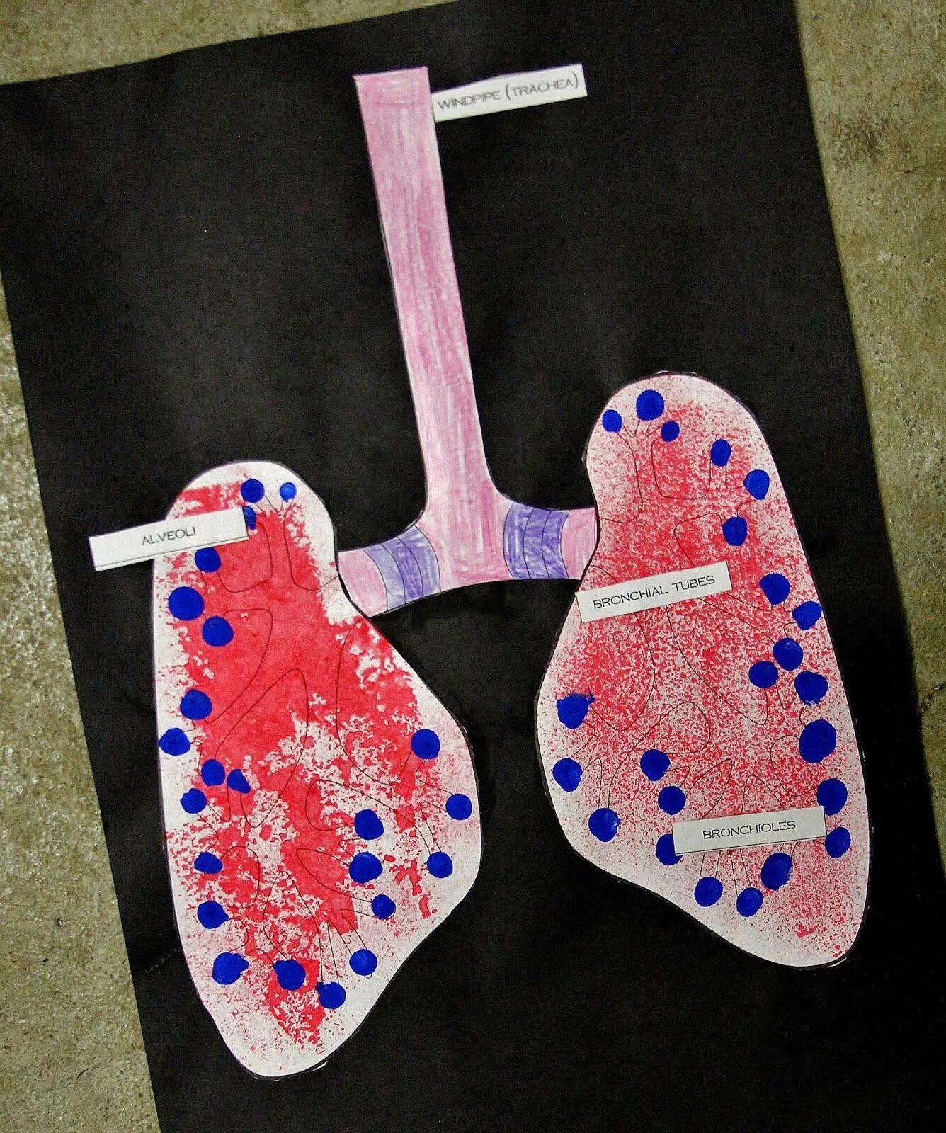 Макет легких. Легкие человека макет. Модель легких человека из бутылки. Модель легких. Поделка легкие человека.