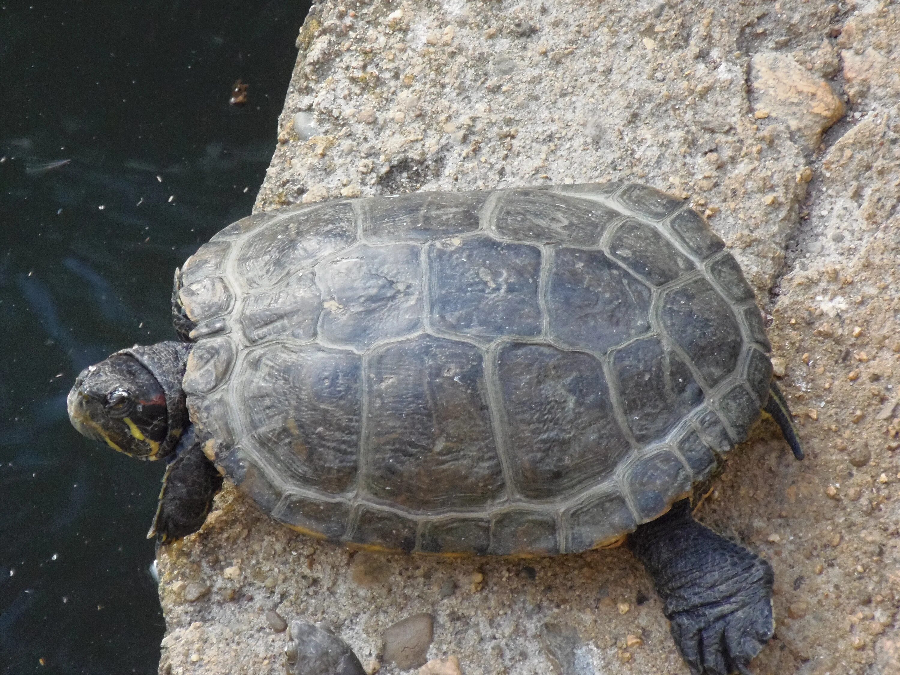 Turtle x. Пеломедузовые черепахи. Черепаха Тартаруга. Капская крапчатая плоская черепаха. Галапагосская водоплавающая черепаха.