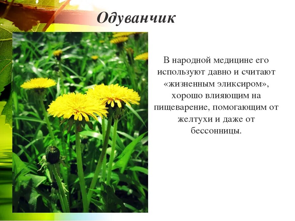 Свойства одуванчика для человека. Одуванчик в народной медицине. Одуванчик лекарственный применяется для. Одуванчик лекарственный в медицине. Одуванчик используют в медицине.