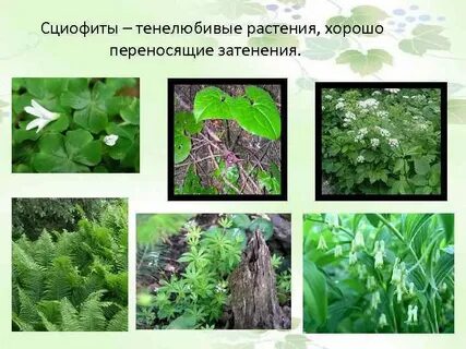 Сциофиты примеры