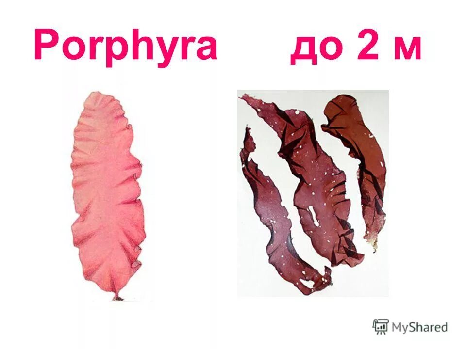 Филлофора водоросль строение. Порфира строение. Порфира водоросль. Морские водоросли рода порфира (porphyra). Красные водоросли порфира филлофора.