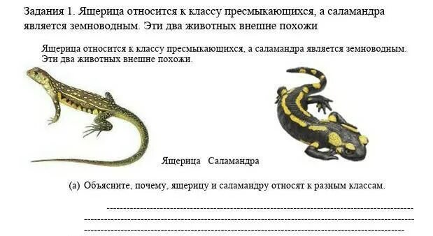 Ящерица основа слова. Саламандра и ящерица в чем разница. ящерица и саламандра отличия. интересные факты о саламандре. к какому классу относится саламандра.