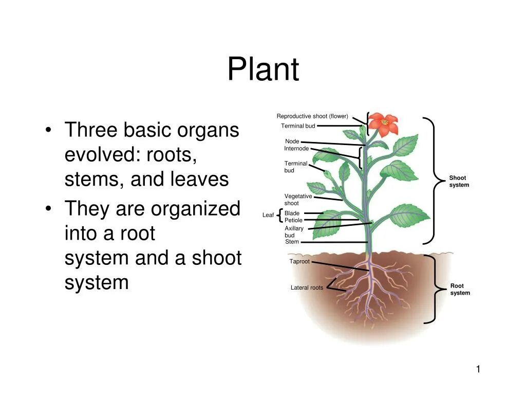 Diagram of a typical root system of a tree. Plant structure. Photosynthesis organ of plants. Shoot system. Shoot system.