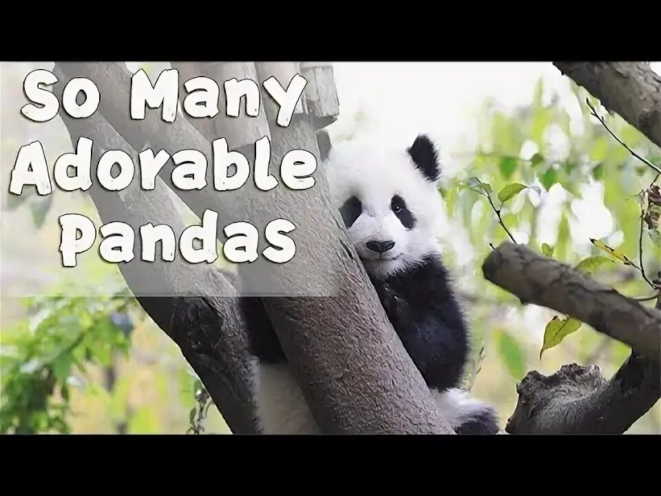 Pass pandas. Pass pandas