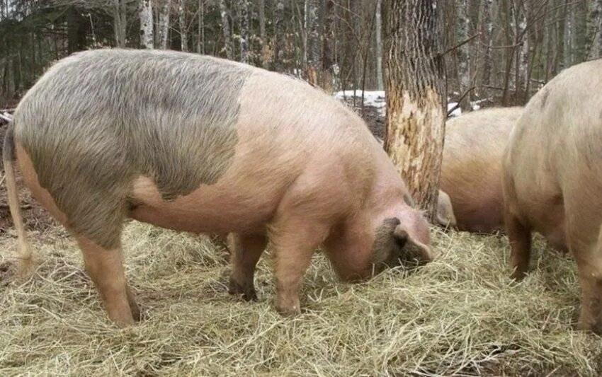 Период супоросности свиней. Срока свиньи. Свиноматка. Живот беременной свиньи. Срока свиньи.