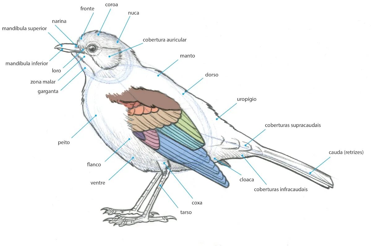Каковы особенности мускулатуры птиц. Анатомия птиц. Анатомия птицы для детей. Мышцы птиц. Мышцы птицы анатомия.