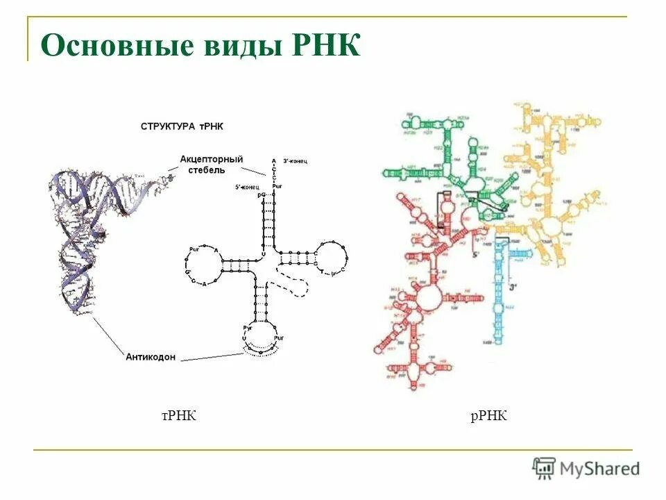 Ррнкпервчиная структура РРНК. Структура рибосомальной РНК. Строение и функции МРНК, ТРНК, РРНК. Вторичная структура рибосомальной РНК.