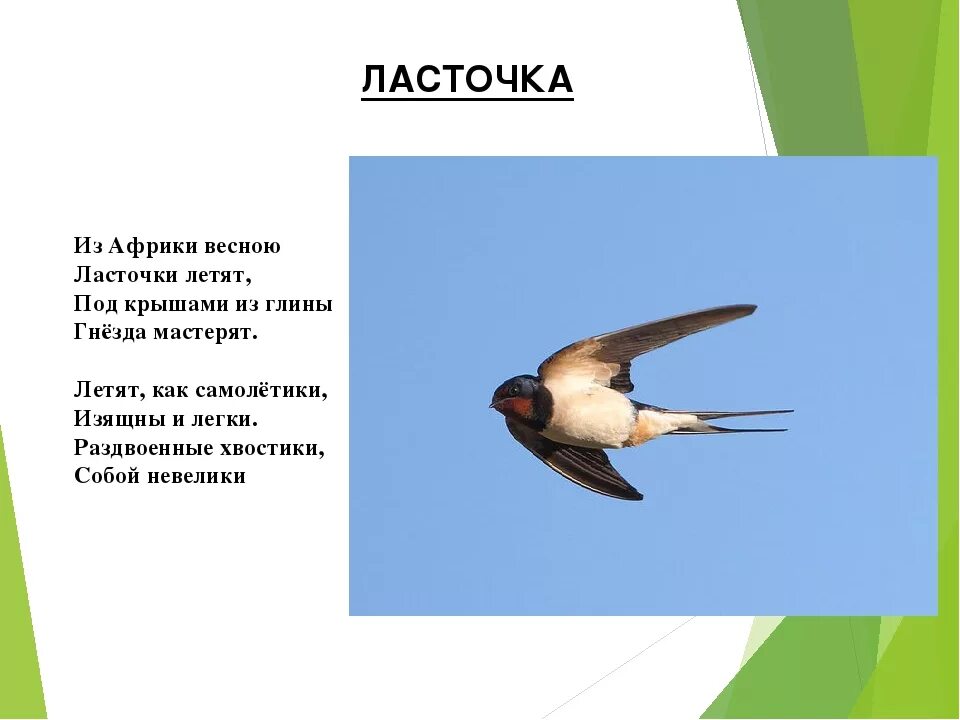 Текст про ласточку. Перелётные птицы Ласточка окружающий мир. Рассказ про ласточку. Рассказать про ласточку детям. Ласточка описание для дошкольников.