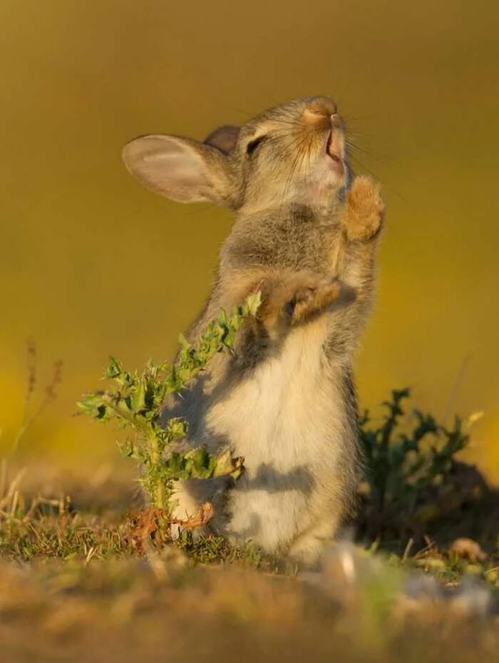 забавный зайчонок. красивые цветные кролики мимишечные. смешной заяц. самые милые кролики. прикольный кролик.
