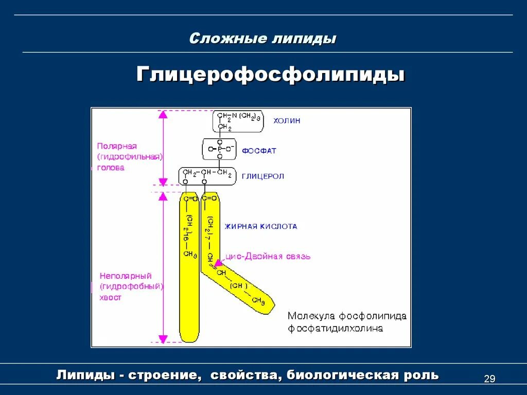 Углеводы липиды строение. Строение липидов. Элементарный состав липидов. Строение липидов биология. Классификация липидов схема.