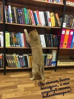 Библиотека кота мортимера