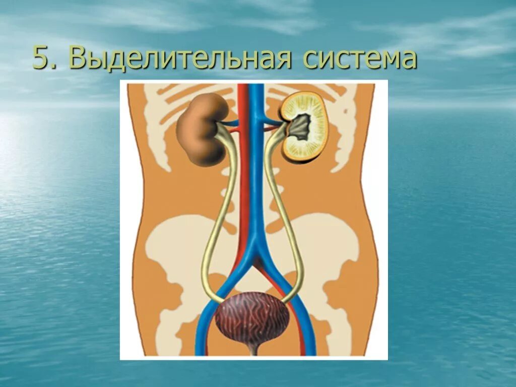 Выделительная система 11 класс. Выделительная система 4 класс. Выделительная система рисунок. Выделительная система человека для детей.