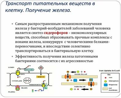 Транспорт в бактериальную клетку