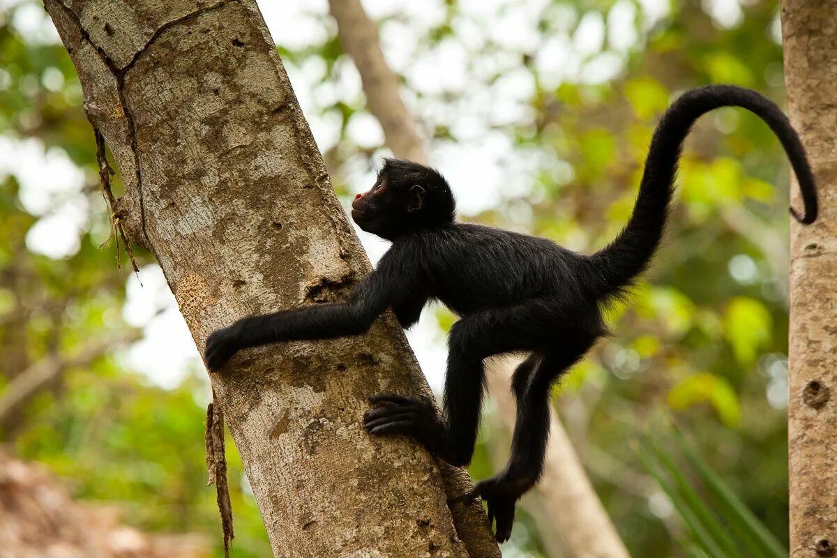 Monkey climb