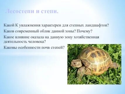 Для зоны степей характерно увлажнение