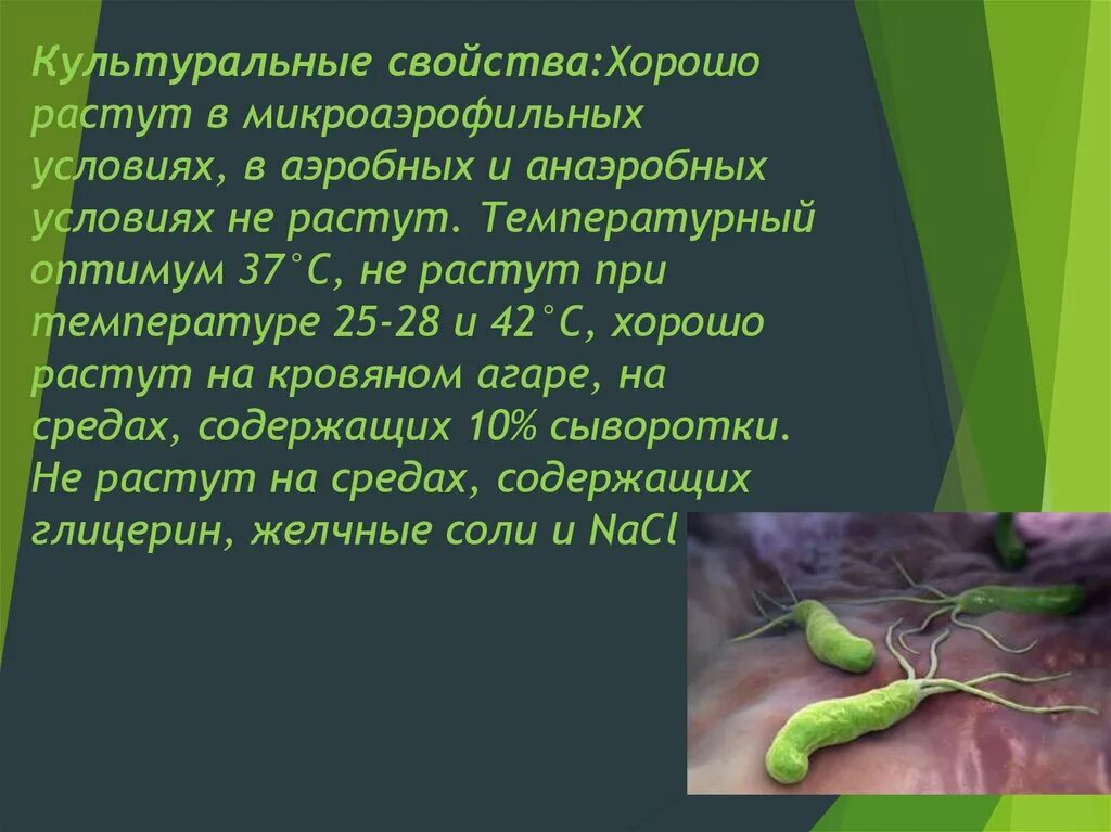 Как передается хеликобактер от человека. Возбудитель хеликобактериоза. микробиологическая характеристика хеликобактер пилори. хеликобактериоз микробиология. культивирование хеликобактер пилори.