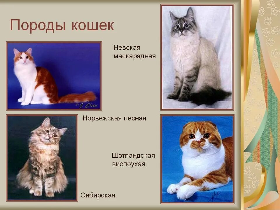 Проект про кошек 8 класс Проект Кошки Кошки…Кошки! творческая работа учащихся по окружающему миру (4 кла