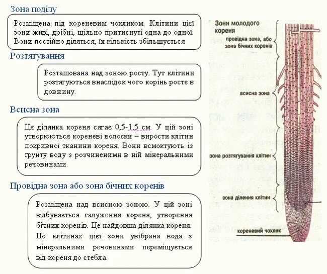 Зона поділу. Таблица слои корня. Характеристика зон корня 6 класс. Розташувати зони кореня послідовно:. Корень имеет рост