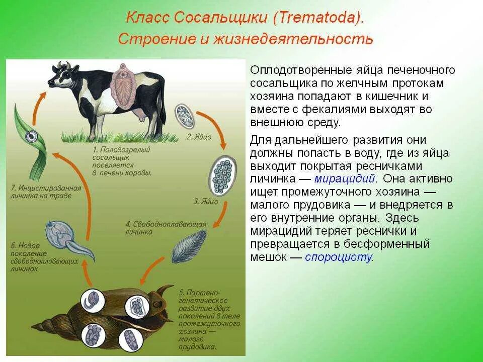 Способ заражения человека печеночным сосальщиком. Плоский червь печеночный сосальщик. Тип плоские черви сосальщики жизненный цикл. Жизнедеятельность печеночного сосальщика. Плоские черви (сосальщики и ленточные черви).