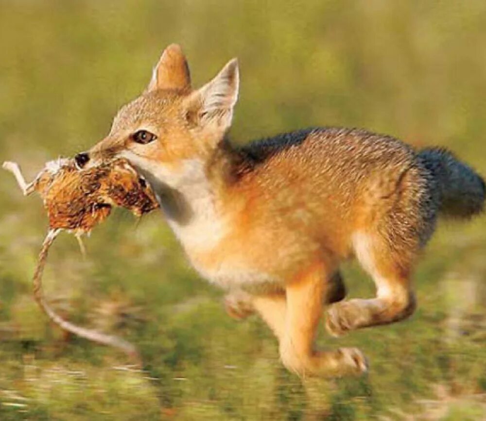 Лис плотоядный или всеядный. Степная лисица Корсак. Американский Корсак Vulpes Velox. Фенек лиса Корсак. Корсак животное пустыни.