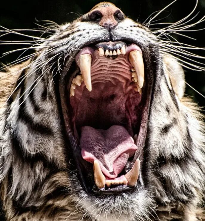 Открывай пасть. Тигр оскал. Зубы тигра. Челюсть тигра. Клыки хищных животных.