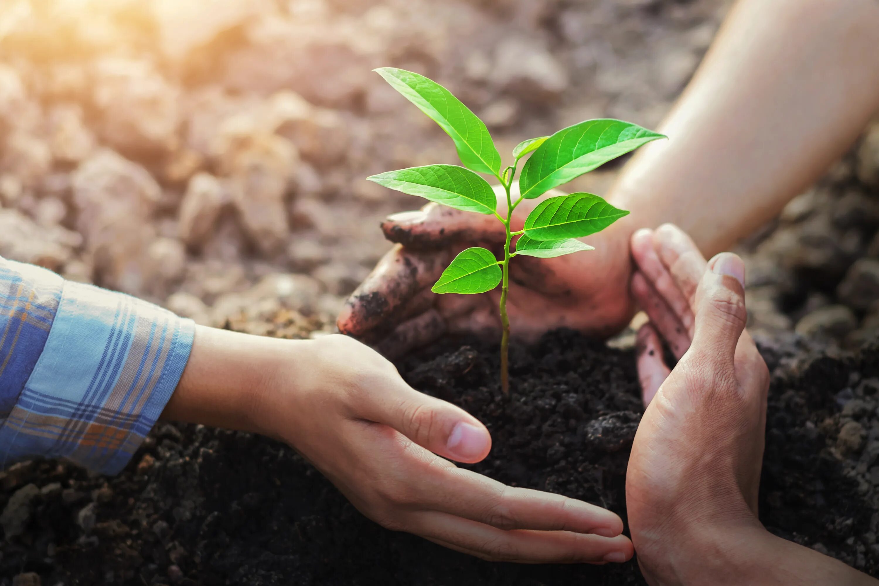 Plant protection. Сажание деревьев. Высадка деревьев. Сажать деревья. Высаживание деревьев.