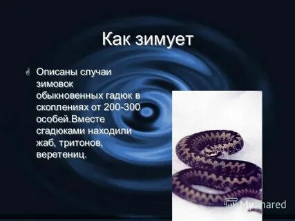 Гадюка автор