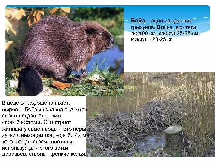 Важная информация для сообщения о бобрах