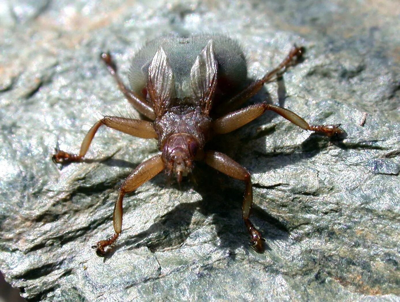 Паук xysticus sp. Вошь паукообразные. Обитатели микромира. Кровососущие мухи летучих мышей (nycteribiidae). Головная вошь (pediculus humanus capitis).