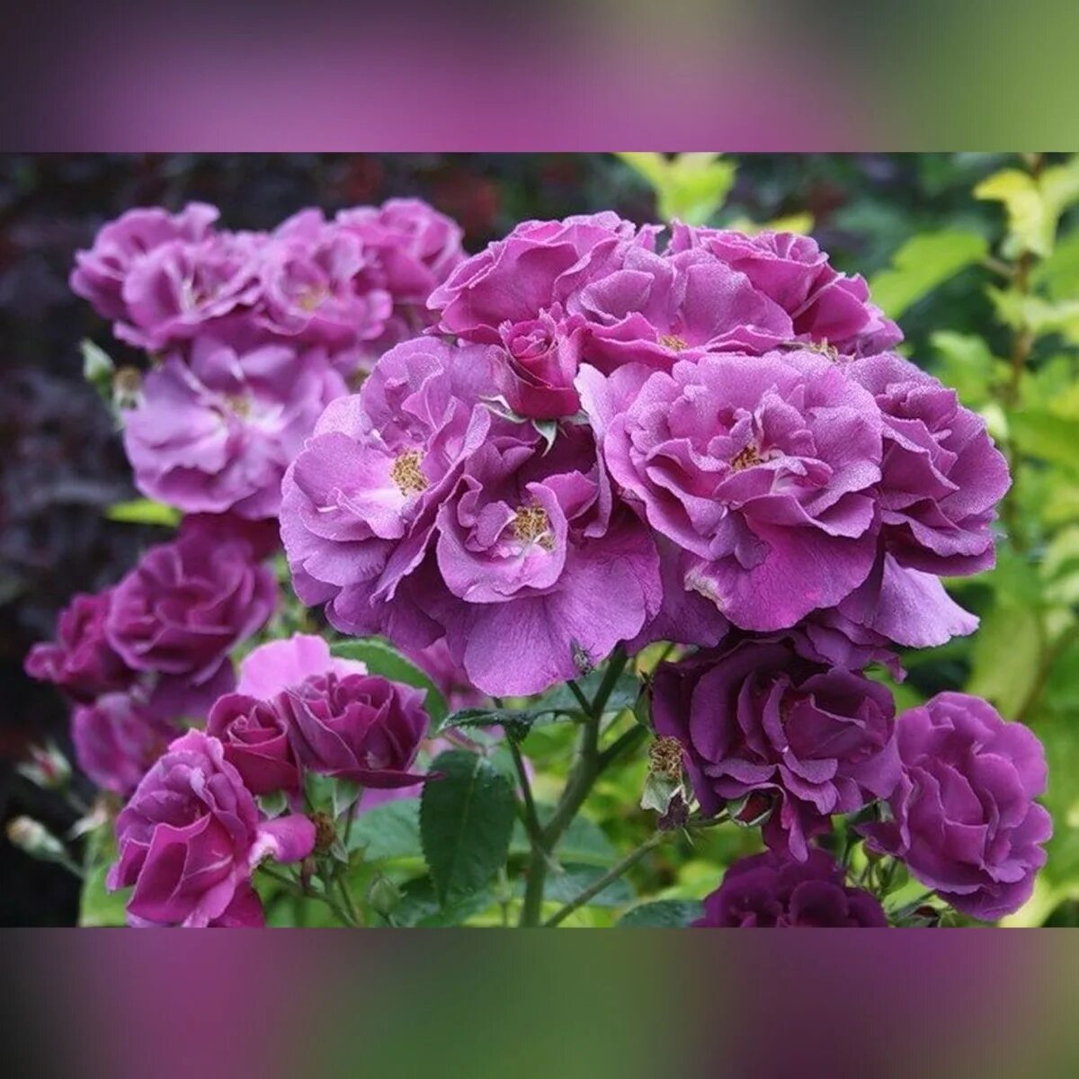 Сорт рапсодия. Клематис крупноцветковый рапсоди. Томат рапсодия f1. Шраб рапсодия ин блю. Клематис rhapsody.