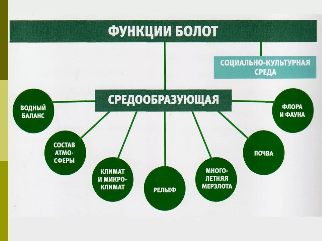 Функции болот. Функции болот в природе. Экологические функции болот. Экологическая роль болот.