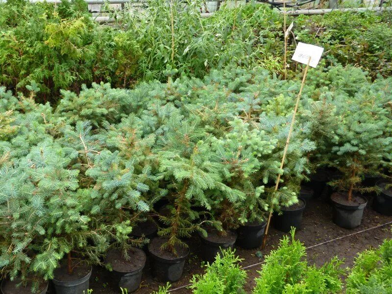 декоративные культуры барнаул. розовый сад питомник краснодар. декоративные культуры барнаул. декоративные культуры барнаул. декоративные культуры барнаул.