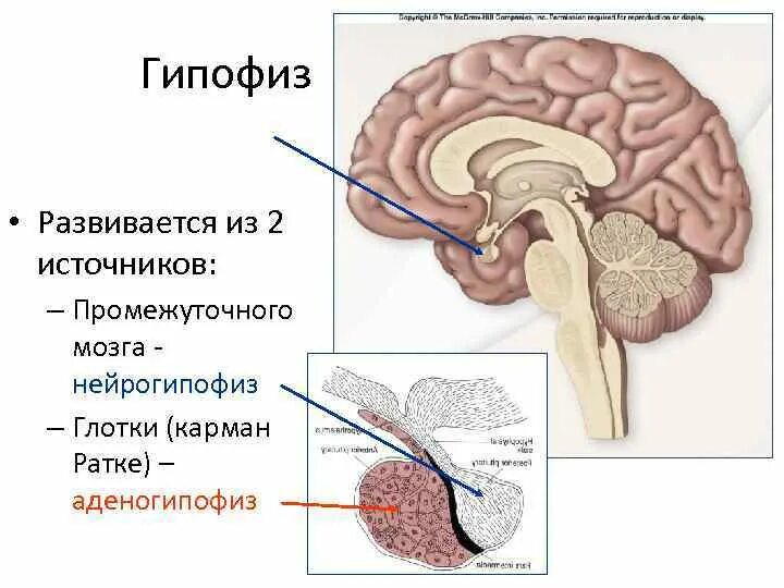 2 гипофиза. Строение головного мозга гипофиз. Киста головного мозга кармана Ратке гипофиза. Функции гипофиза головного мозга. Гипофиз атлас.