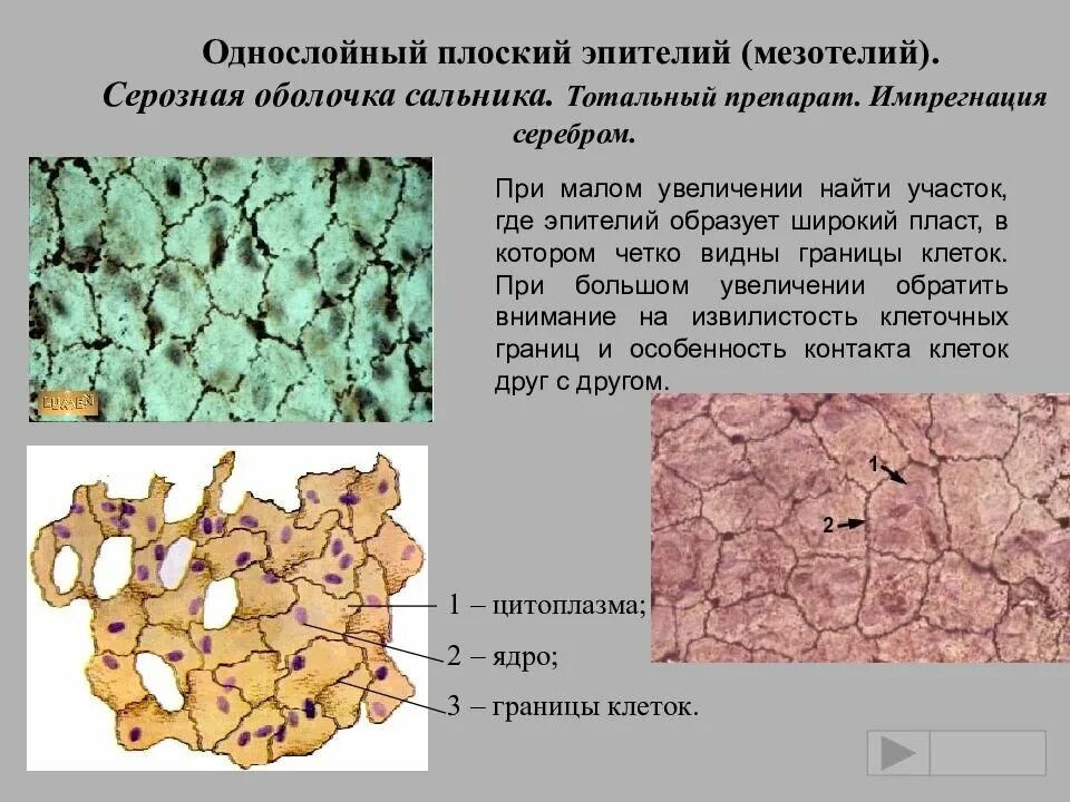 Однослойный плоский мезотелий. Однослойный эпителий мезотелий. Эпителий серозной оболочки мезотелий. Мезотелий сальника препарат. Мезотелий строение гистология.