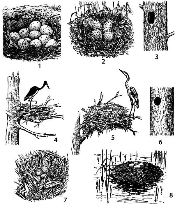 Гнезда птиц для дошкольников. Типы гнезд птиц. Гнезда разных видов птиц. Формы гнезд птиц. Гнезда разных птиц