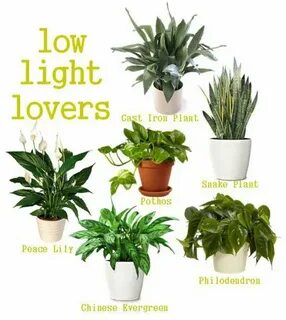 Low plants