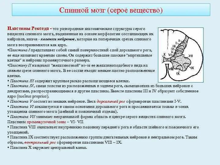 Поражение серого вещества. Серое вещество головного мозга. Синдромы поперечного поражения спинного мозга на разных уровнях. Студенистое вещество спинного мозга функции. Пластины рекседа таблица.