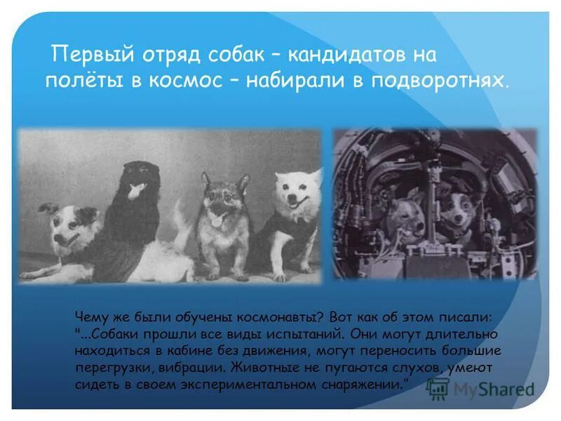 Сколько было претендентов на полет в космос. Первый отряд Космонавтов собак. Собаки какой отряд. Космический отряд собак. Кандидаты в первый отряд Космонавтов набирались.